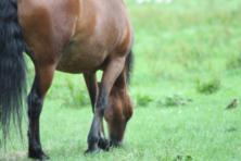 Horse on meadow